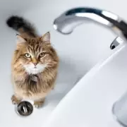 Vet's Warning: Stop Bathing Your Cat, It's Unnecessary and Stressful