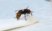 Wasp Numbers Soar Into December Due to UK's Mild Autumn