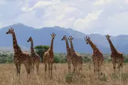 Why Giraffes Evolved Such Long Necques: The Ancient Battle for Survival