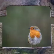 Why Robins Are Flocking to Your Garden: The Surprising Secret to Keeping Them Close