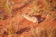 Wild Deserts: Can Australia's Marsupials Learn to Live With Feral Cats?