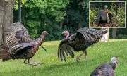 Wild Turkey Spring Mating: Snoods, Wingmen & Avian Drama