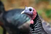Wild Turkey Swaps: The Unlikely Conservation Triumph