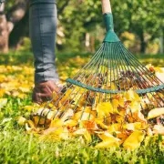 Winter Leaf Clearance Guide: Protect Your Lawn and Wildlife