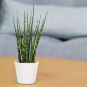 Winter Snake Plant Care: 7 Essential Tips to Keep Your Sansevieria Thriving