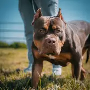 XL Bully Owner Avoids Jail After Dog Attacks Mum in Wrexham