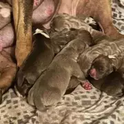 XL Bully Owner Faces £10k Vet Bill After Brutal Attack by Unregistered Dog