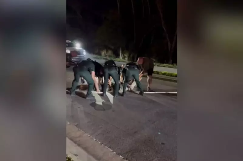 600-Pound Alligator Halts Florida Traffic in Dramatic Roadside Rescue