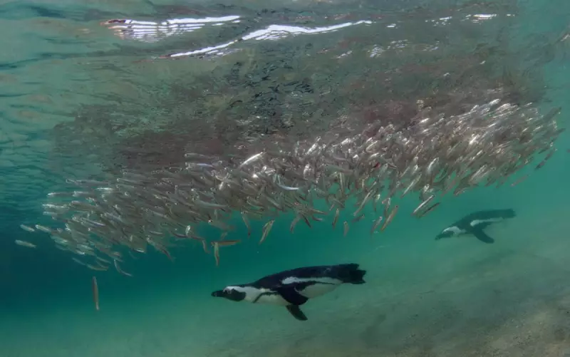 60,000 African Penguins Starve as Sardine Collapse Hits South Africa