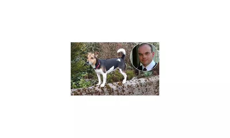 A Heartfelt Farewell to Lulu: A Cherished Jack Russell's Final Journey