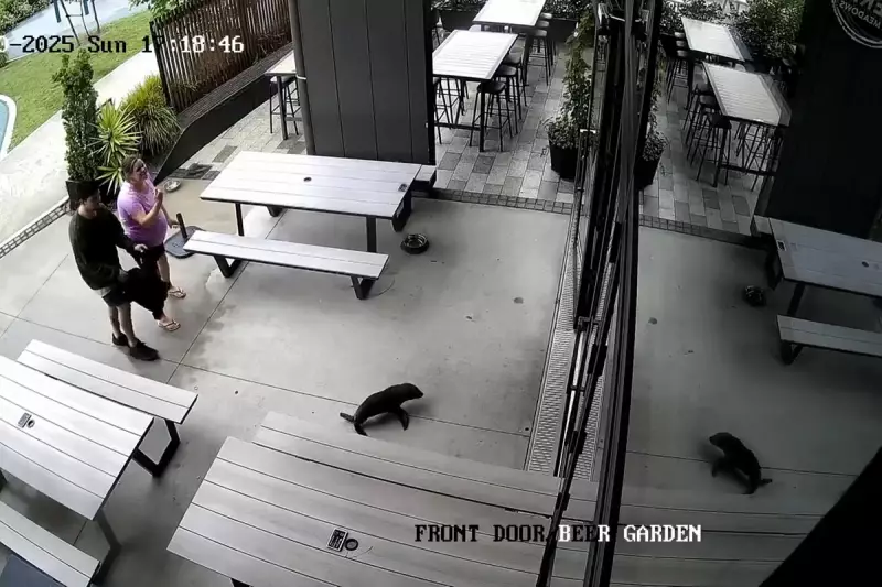 Baby Seal 'Fern' Galumphs into New Zealand Pub, Chaos Ensues