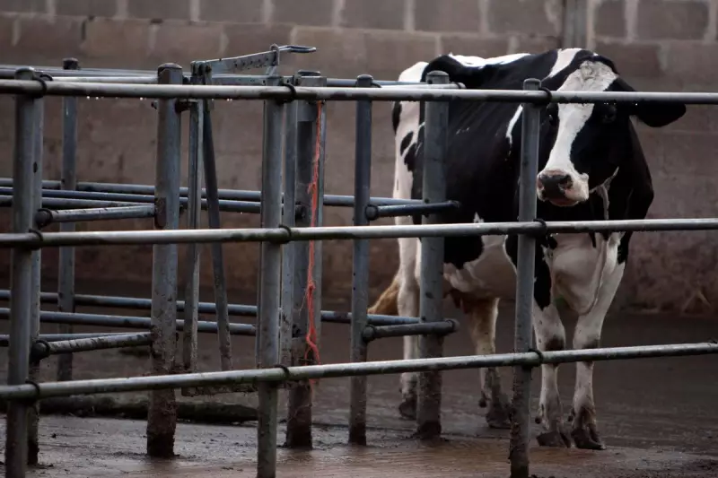 Bluetongue Outbreak Widens: New Cases Confirmed in Co Down Herd
