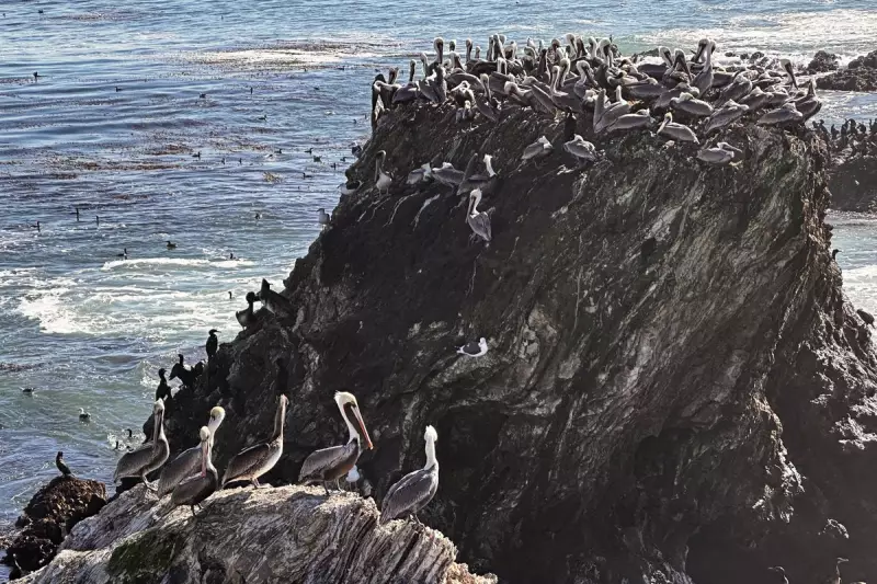 California Brown Pelican Feeding Frenzy Signals Hope for Struggling Seabirds