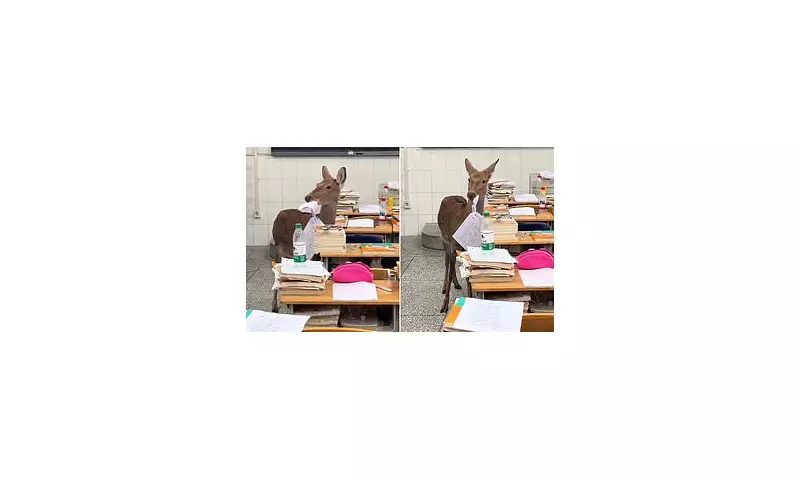 Deer eats exam papers in Chinese classroom: School mascot's snack attack