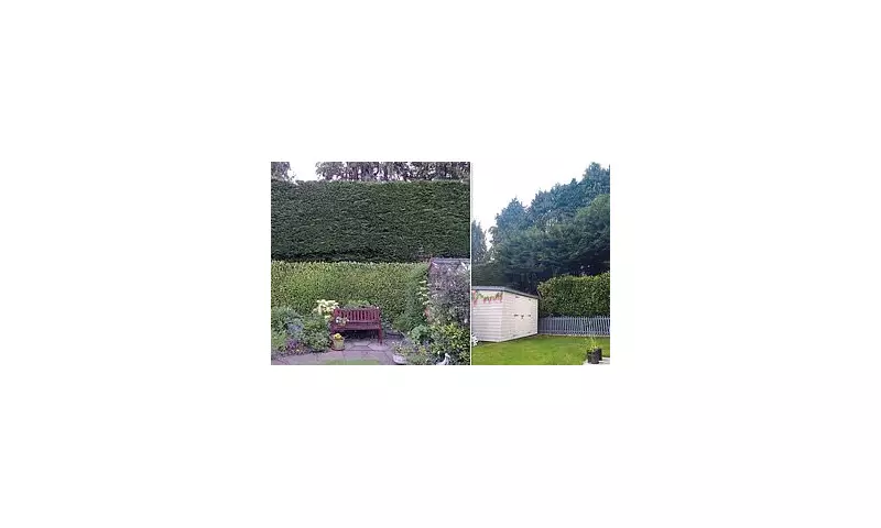 Edinburgh Pensioner Ordered to Trim 40ft Hedge After Neighbours' Light Complaint