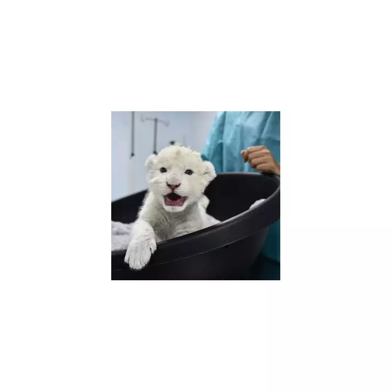 Endangered White Lion Cubs Born in Venezuela Zoo, a Conservation 'Miracle'