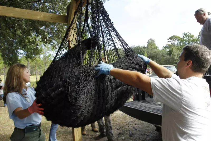 Florida's First Black Bear Hunt in a Decade Begins Amid Controversy