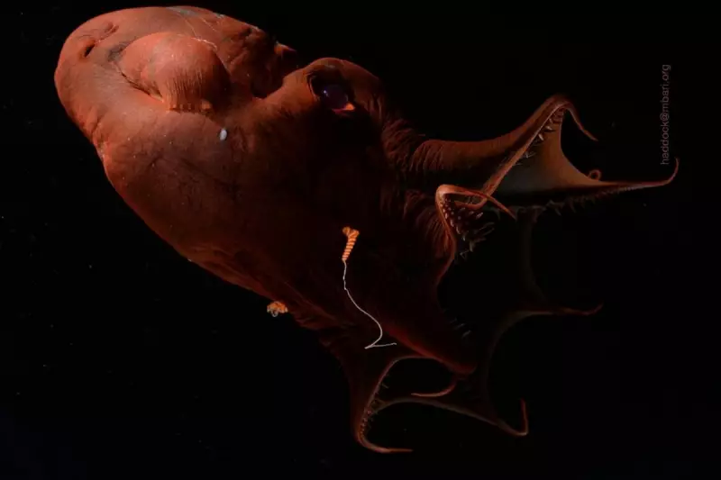 Genome of 'Vampire Squid from Hell' Unlocks Secrets of Octopus Evolution