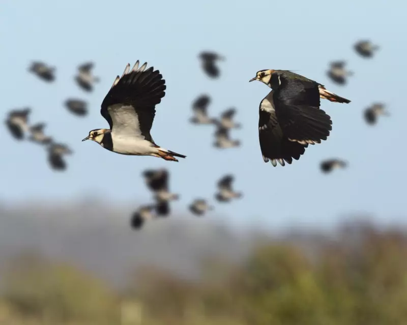Lapwings Return to Norfolk Farm After a Decade's Absence