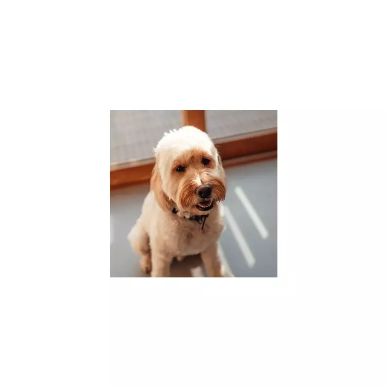 Luna Reigns Supreme: UK's Top Dog Names for 2025 Revealed