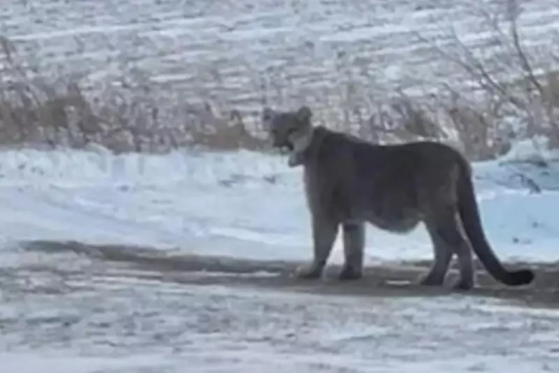 Mountain Lion Lockdown: Two Minnesota Schools Secure After Sighting