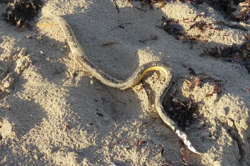 Mystery as Dozens of Dead Sea Snakes Wash Up on Australian Shores