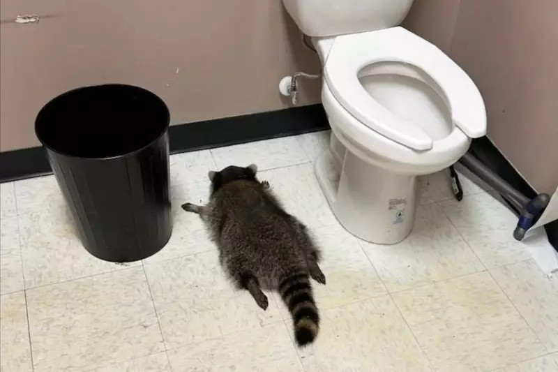 Raccoon's Drunken Rampage in Virginia Liquor Store Ends on Bathroom Floor
