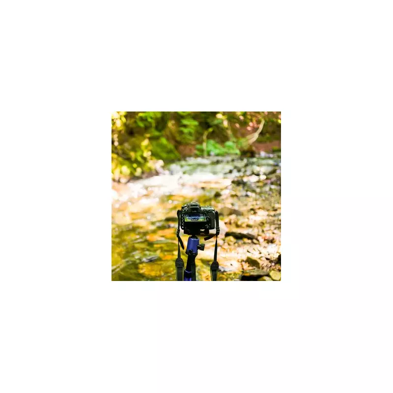 Rare Arabian Caracal Captured on Camera in UAE Mountain Park