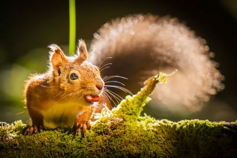 Red Squirrel Range Expands 25% in Scottish Highlands After Rewilding Success