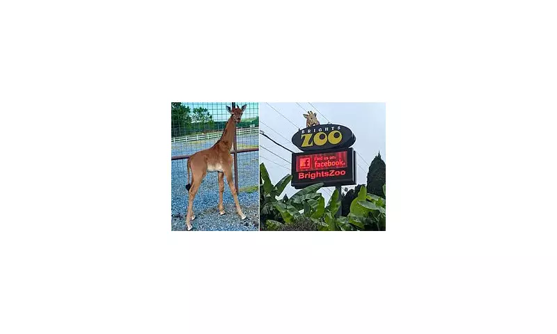 Spotless Giraffe Kipekee's Sudden Death Sparks Investigation at Tennessee Zoo