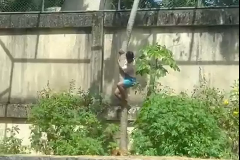 Teenager, 19, killed by lion after climbing into Brazil zoo enclosure