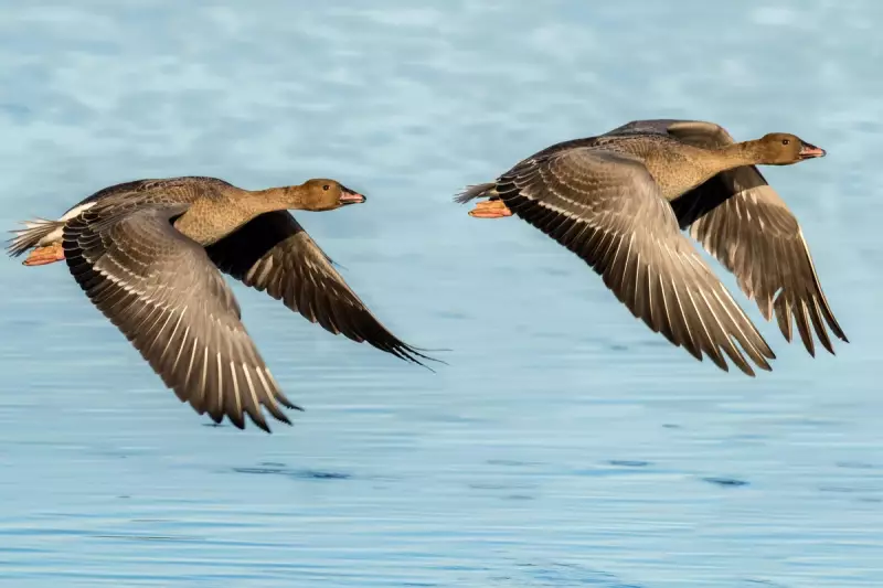 Texas Woman, 72, Suffers Broken Pelvis in Vicious Geese Attack at Park