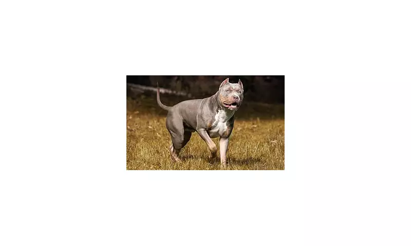 Toddler Dies in Pit Bull Attack on Greek Island Zakynthos, Parents Charged