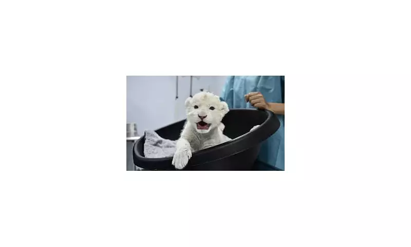 Venezuela Zoo Celebrates Christmas Miracle with Rare White Lion Cubs