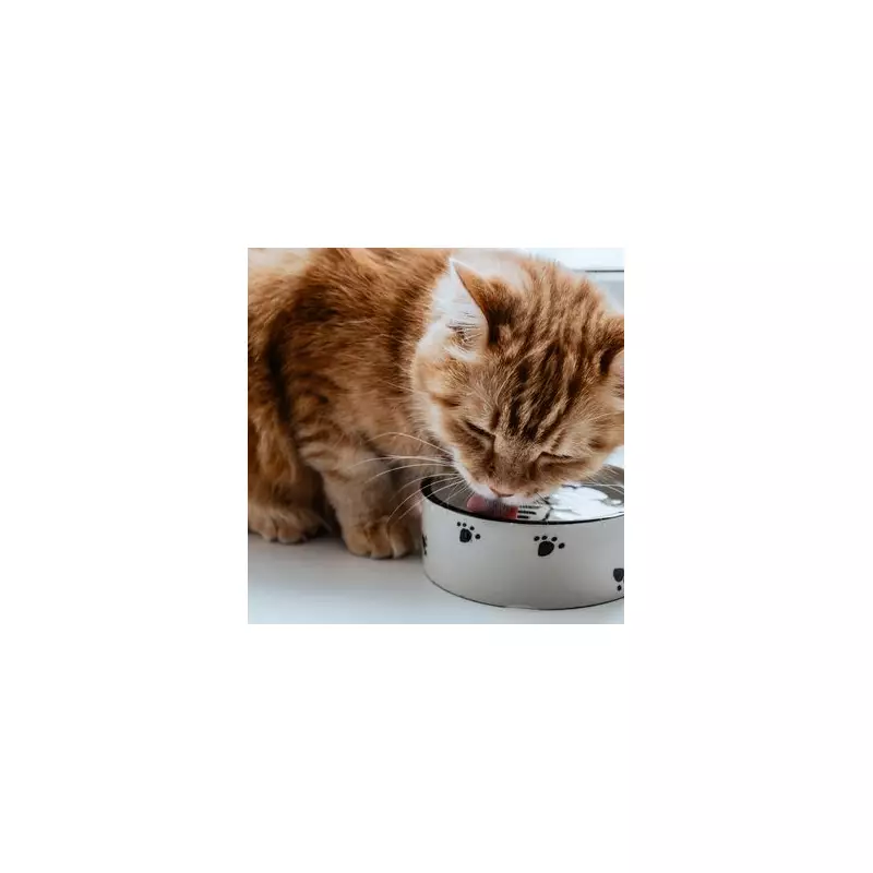 Vet Reveals 9 Common Cat Owner Mistakes That Harm Pet's Quality of Life