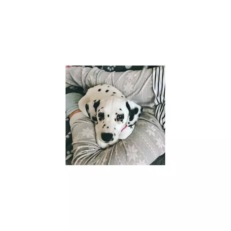 Vet's Winter Warning: Dog Dehydration Searches Soar 144%