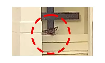 47-Year-Old Admits Guilt in New Forest Church Animal Carcass Dumping Spree