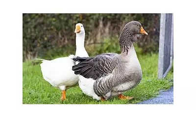 70 Wild Geese Slaughtered in Shocking Christmas Dinner Raids Across East of England