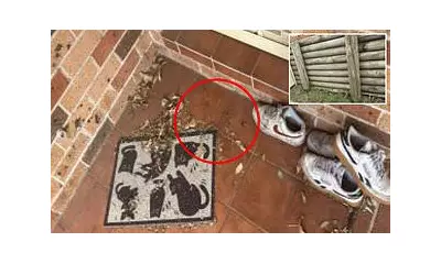 Australian Renter's Leaf Litter Dispute Sparks Outrage Over 'Excessive' Inspections