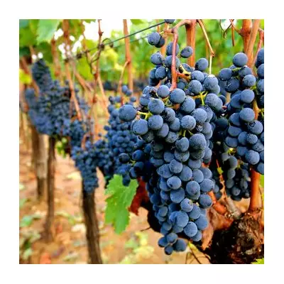 Cancer-Linked Pesticides Found in 17 UK Fruits & Veg, Grapes Worst