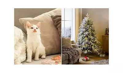 Cats Protection Warns: Christmas Traditions Can Stress Your Pets