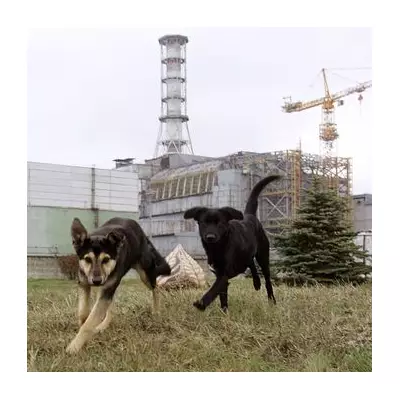 Chernobyl's Mutant Wildlife: Black Frogs and 'Evolving' Dogs Found 40 Years On