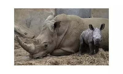 Cotswolds Wildlife Park Welcomes Rare White Rhino Calf Mo in 2025