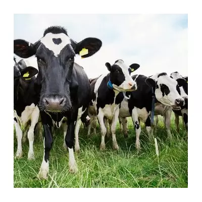 Cow Dung Could Power 10 Million UK Homes, Says GMB Union