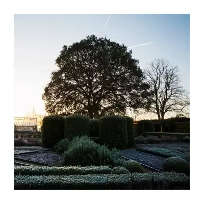 Daffodils Bloom in December: UK Gardeners Sound Climate Alarm