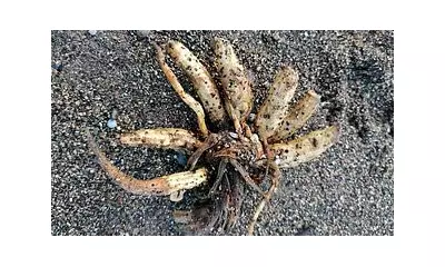 Deadly 'Dead Man's Fingers' Plant Washes Up on Cumbria Coast