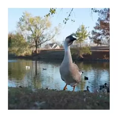 Elderly Woman Breaks Pelvis in Vicious Goose Attack at Texas Park