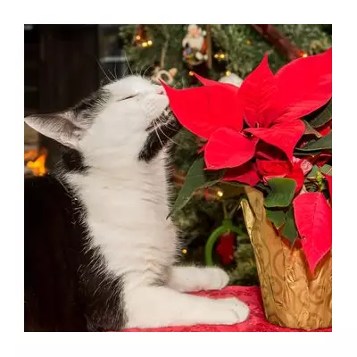 Expert's 8 'Genius' Tips to Keep Cats Away From Your Christmas Tree