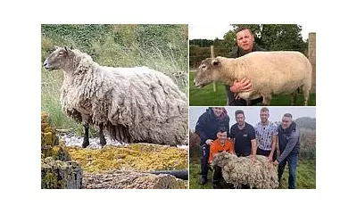 Fiona the Sheep: From 'Britain's Loneliest' to Expecting Twins After Rescue