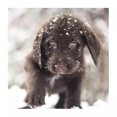 From Snowy Car Park to Loving Home: The Heartwarming Rescue of Dog Dumped at Walmart